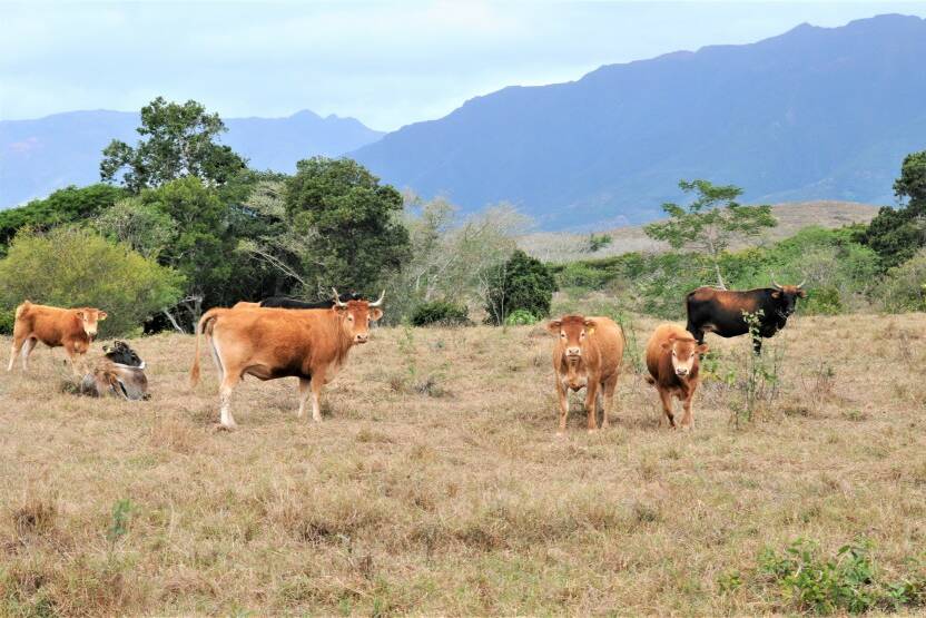 Nouvelle-Calédonie : dynamiser la filière viande bovine bio