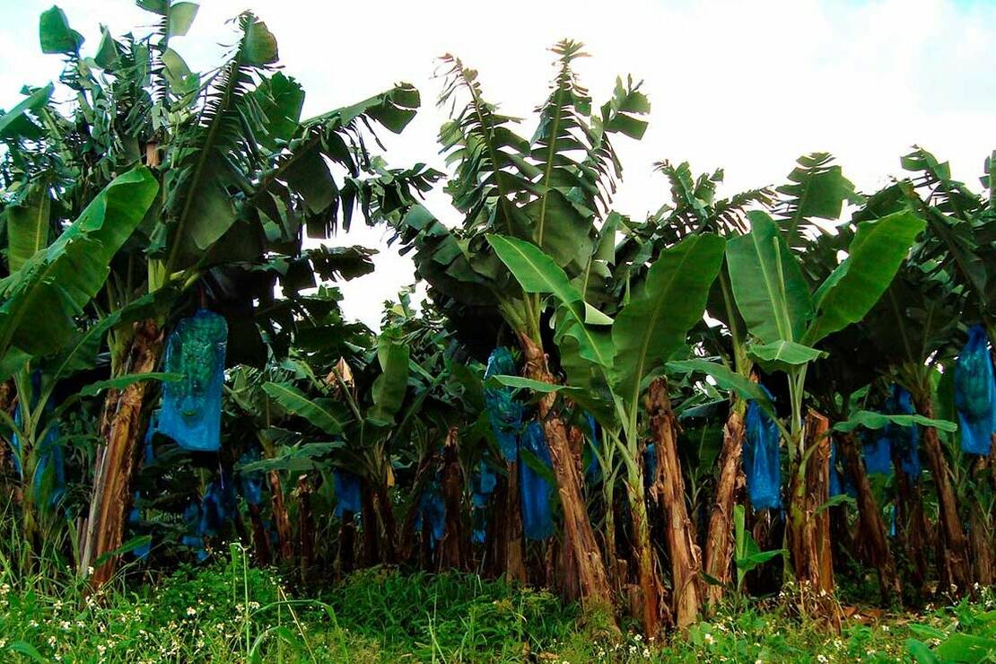 Trois-Rivières : nouvelle contamination de l’eau au chlordécone, la colère des habitants
