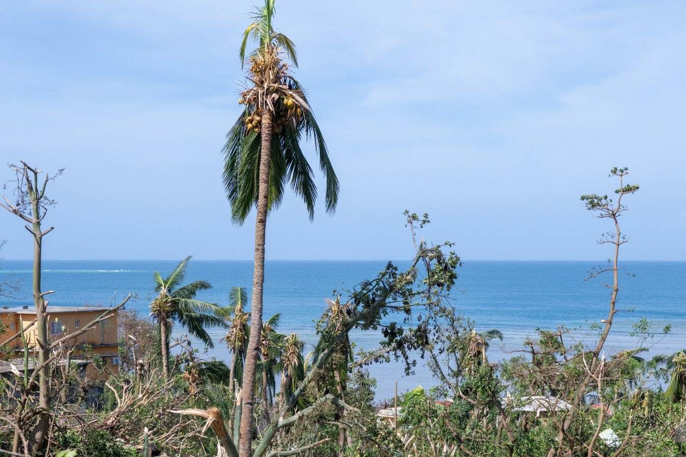À Kangani, la forêt mahoraise renaît grâce à la persévérance d’un pépiniériste