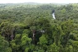 Recherches en cours pour retrouver un coureur disparu lors du trail de Cariacou à Kourou