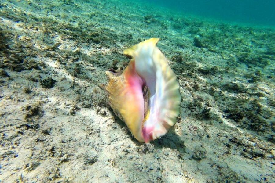 Guadeloupe : la pêche au lambi autorisée pour deux mois afin de préserver la ressource