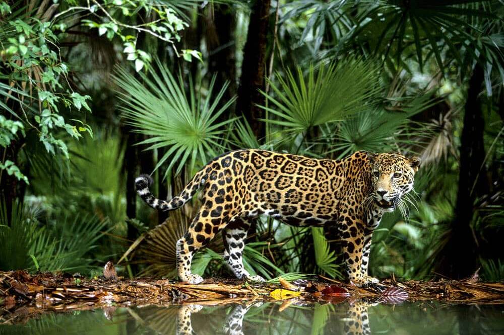Une femelle jaguar et ses petits aperçus à Awala-Yalimapo : la cohabitation s’intensifie en Guyane