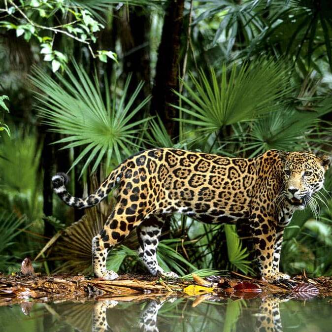 Une femelle jaguar et ses petits aperçus à Awala-Yalimapo : la cohabitation s’intensifie en Guyane