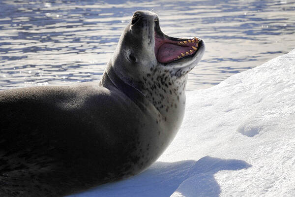 Un phoque-léopard blessé observé aux Gambier, loin de son habitat antarctique