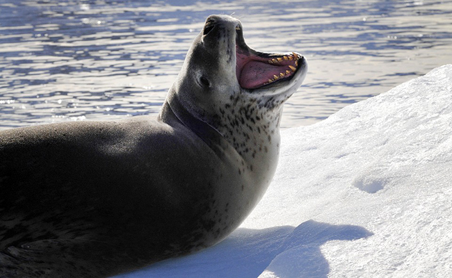 Un phoque-léopard blessé observé aux Gambier, loin de son habitat antarctique