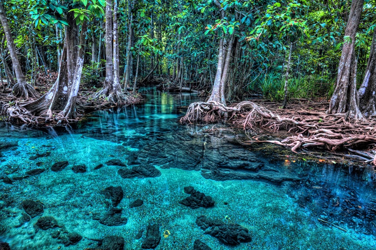Mangroves des Antilles : un état de santé documenté pour mieux les protéger