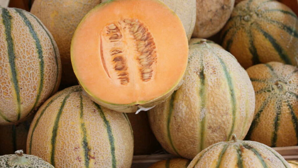 Filière melon aux Antilles : un cri d’alarme face à l’épuisement des aides