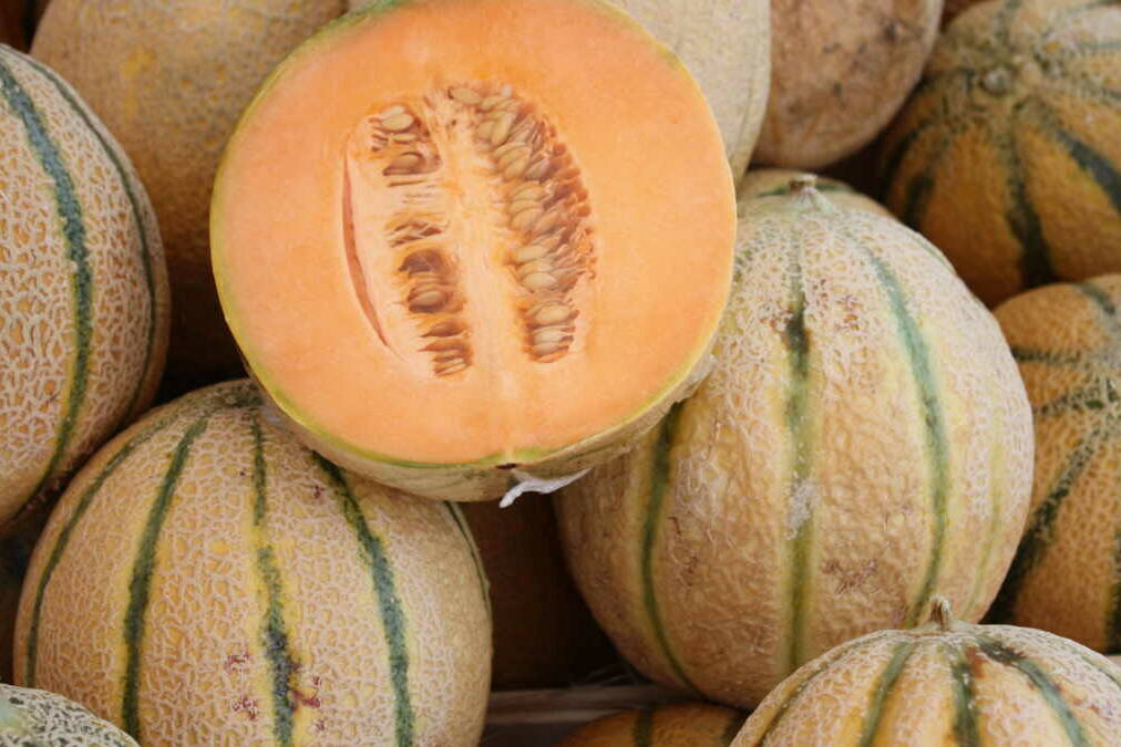 Filière melon aux Antilles : un cri d’alarme face à l’épuisement des aides