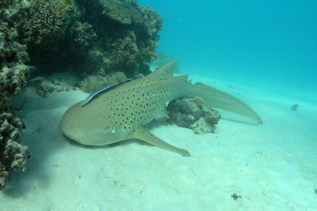 Un requin léopard observé dans la zone de baignade de la Baie des Citrons