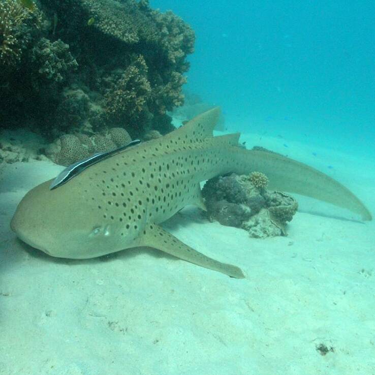 Un requin léopard observé dans la zone de baignade de la Baie des Citrons