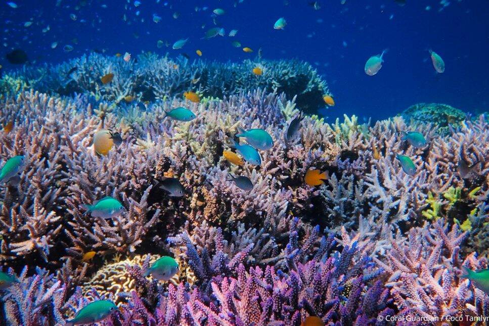 UICN : plus d’un quart des espèces menacées d’extinction, 44 % des coraux en danger