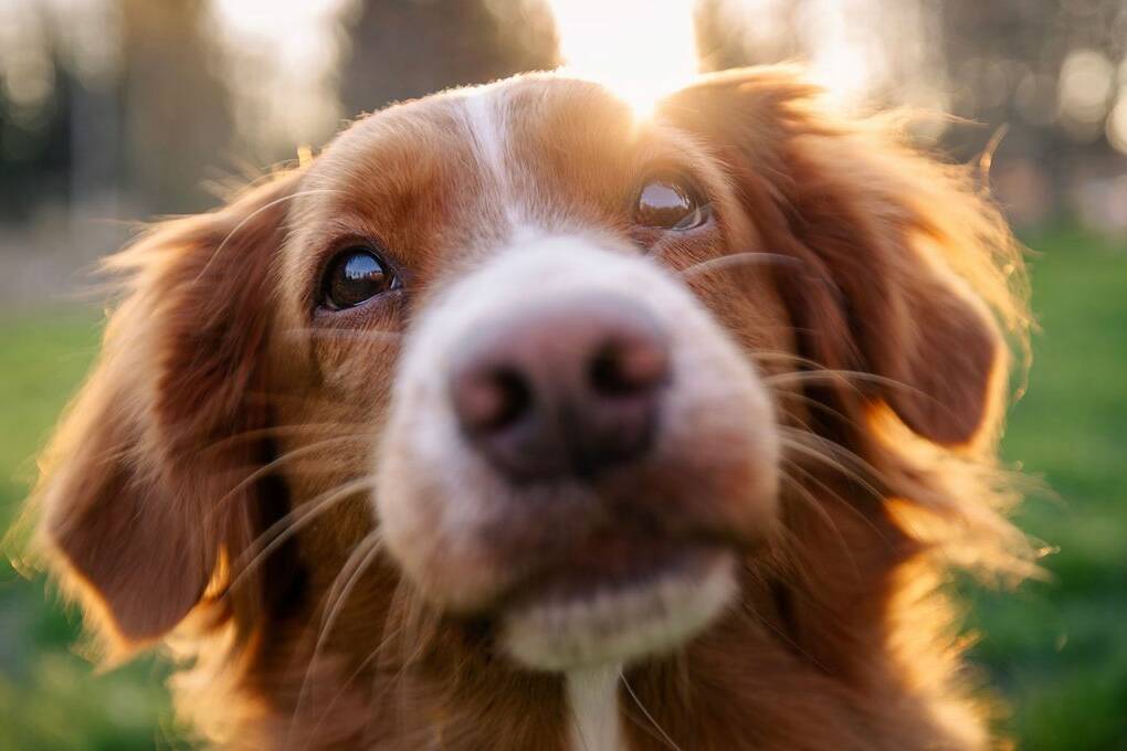 Nouvelle-Calédonie : identifier chiens et chats devient obligatoire