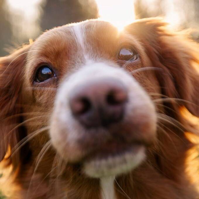 Nouvelle-Calédonie : identifier chiens et chats devient obligatoire