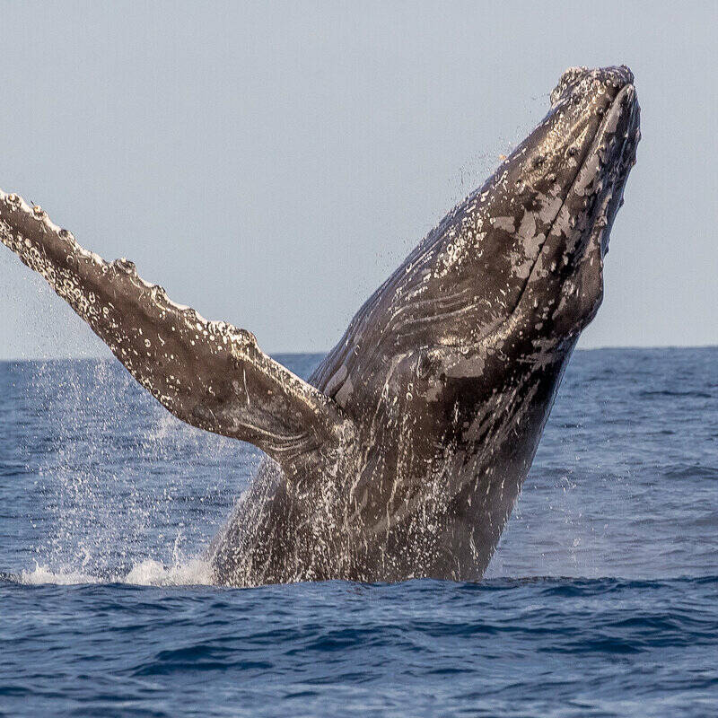 Protection des baleines en Polynésie : une avancée bienvenue, loin des postures idéologiques