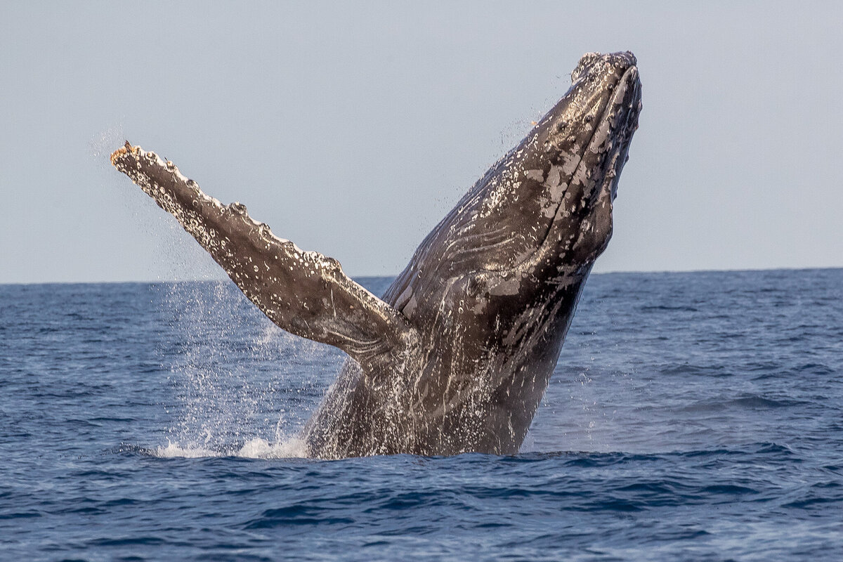 Protection des baleines en Polynésie : une avancée bienvenue, loin des postures idéologiques