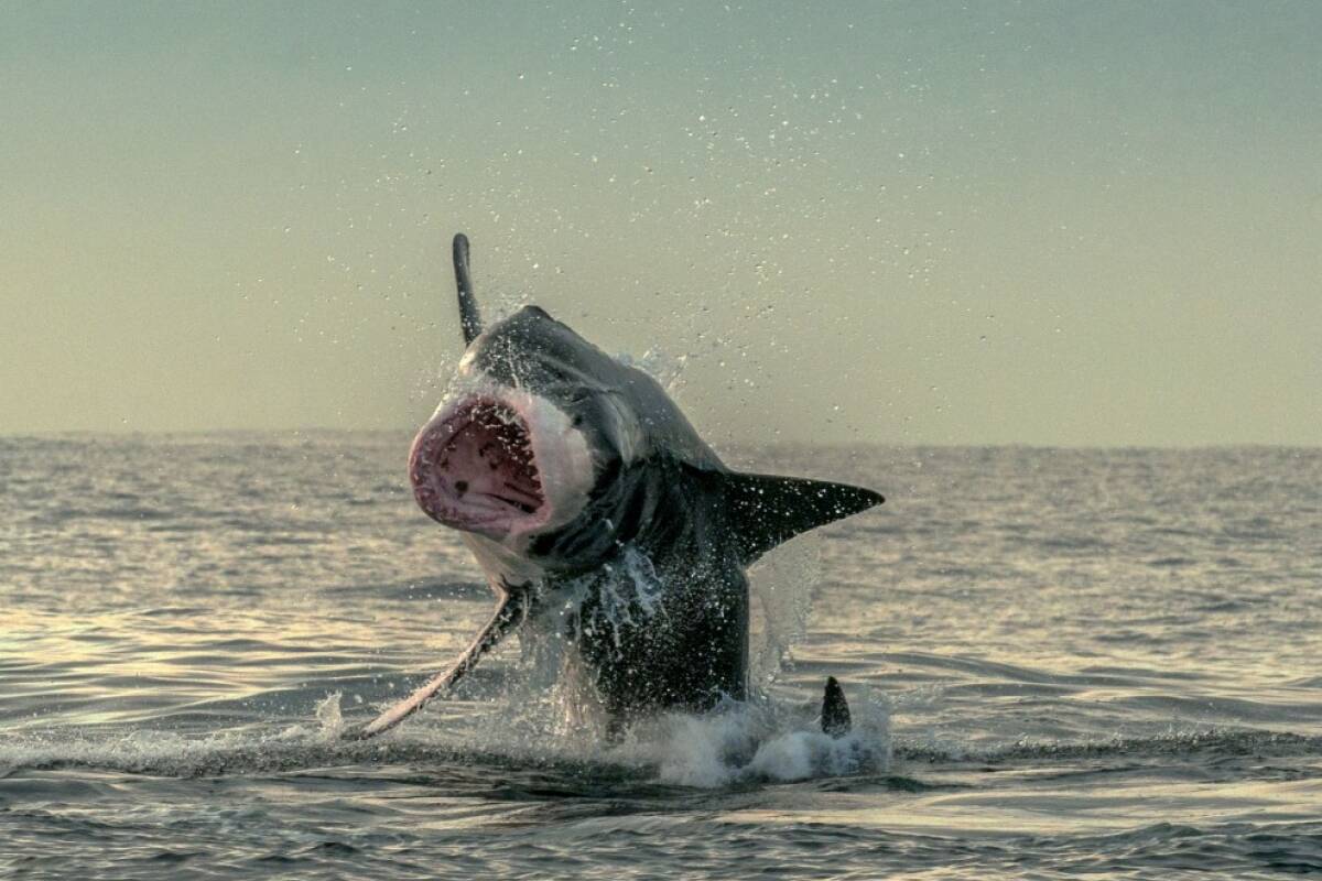 Marquises : inquiétante prolifération de requins autour d’Ua Pou