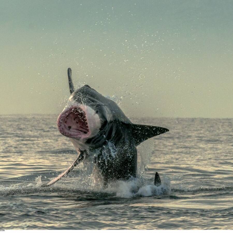 Marquises : inquiétante prolifération de requins autour d’Ua Pou