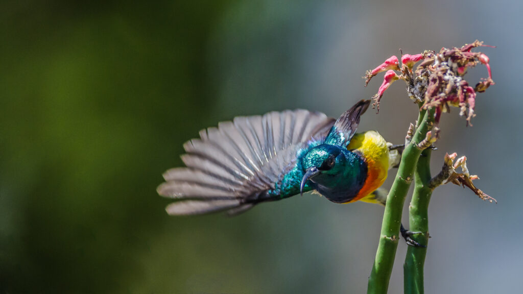 À Mayotte, un inventaire inédit pour mesurer l’impact de Chido sur les oiseaux terrestres
