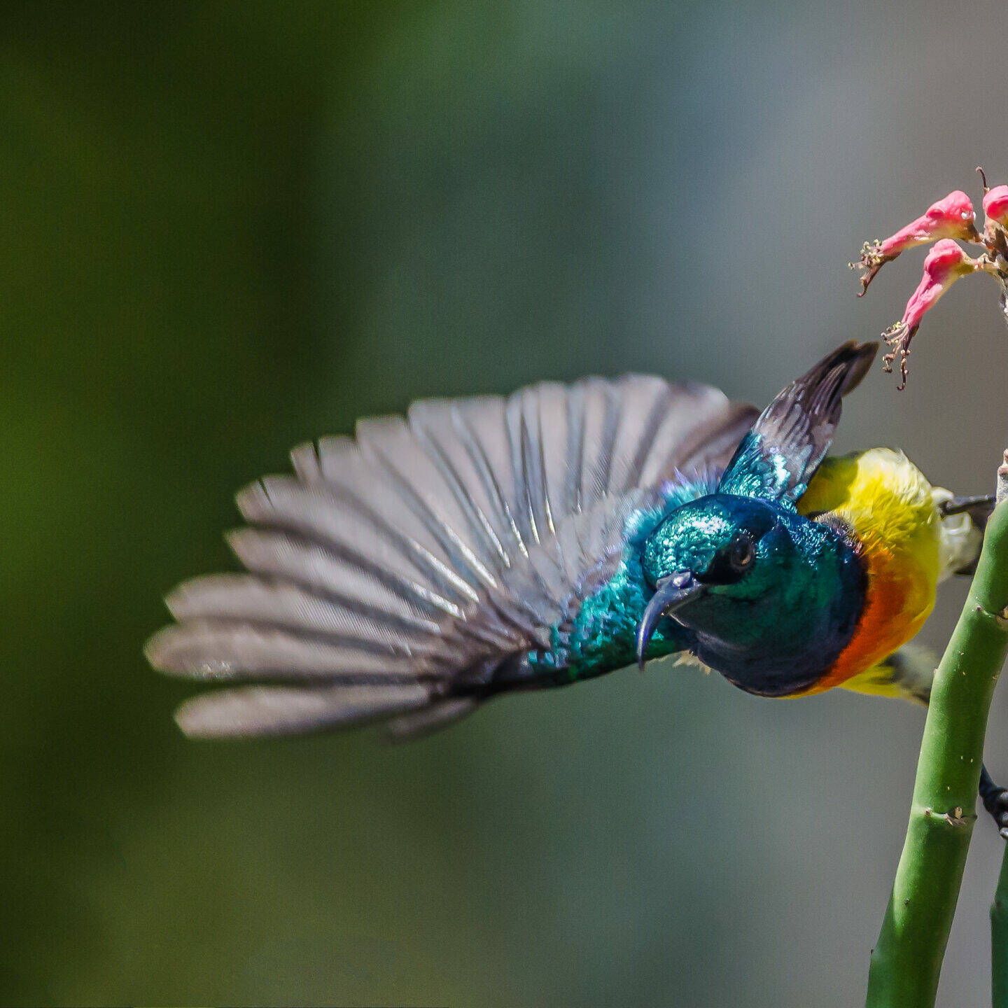 À Mayotte, un inventaire inédit pour mesurer l’impact de Chido sur les oiseaux terrestres