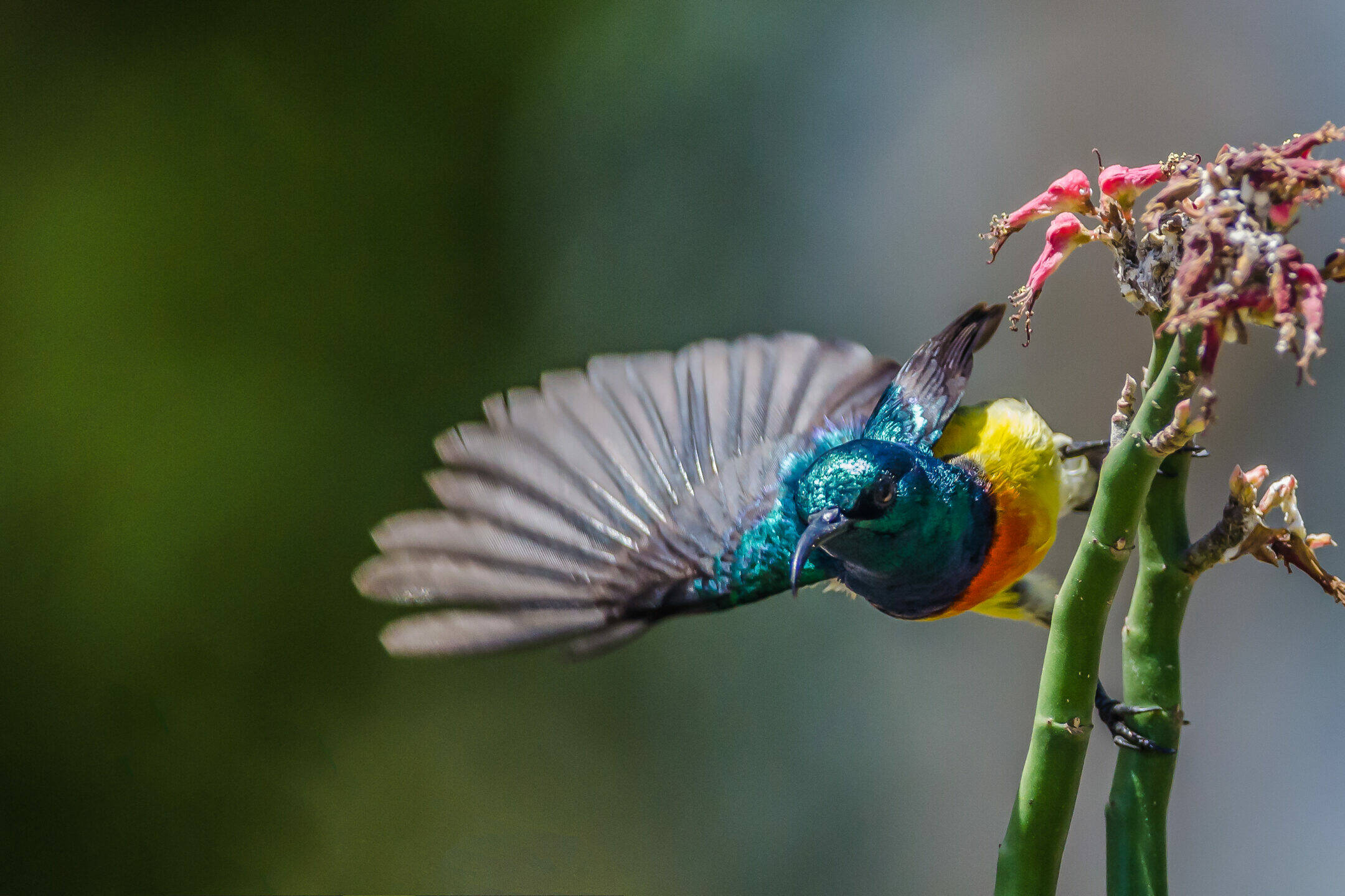À Mayotte, un inventaire inédit pour mesurer l’impact de Chido sur les oiseaux terrestres