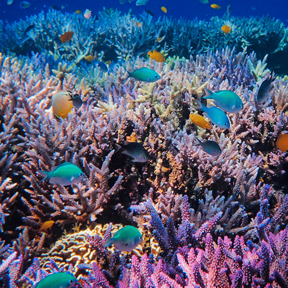 La chaleur océanique provoque l’effondrement des coraux en Floride