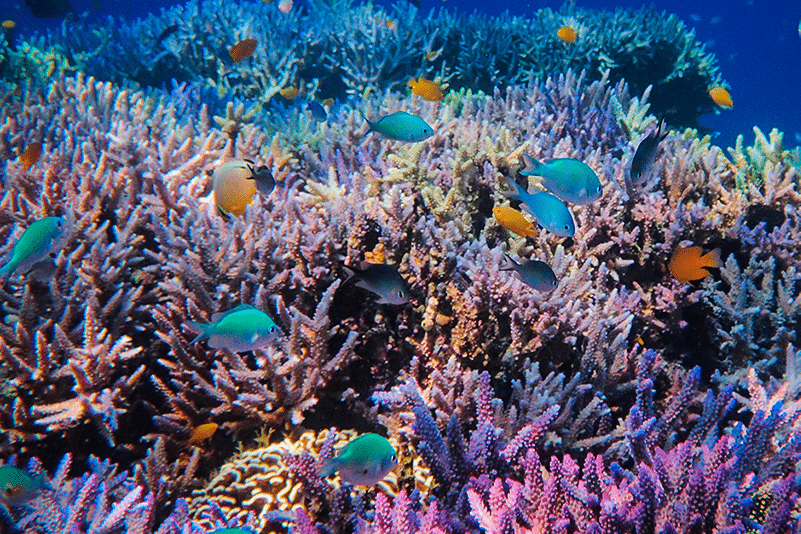 La chaleur océanique provoque l’effondrement des coraux en Floride