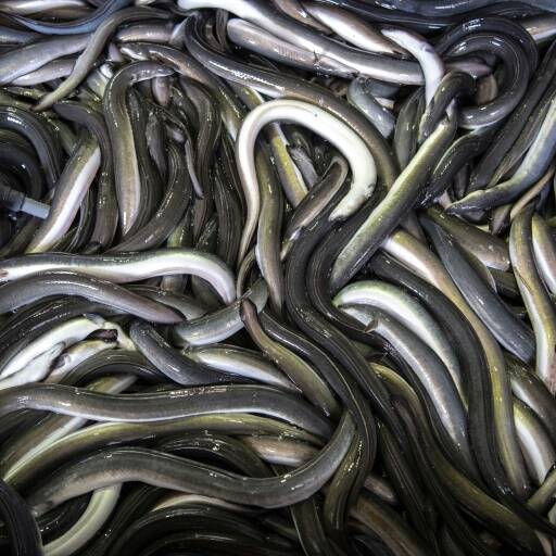 Trafic d’anguilles : un commerce criminel aux portes des Antilles