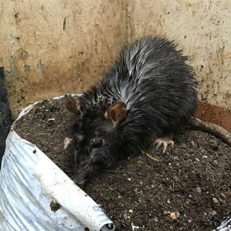 Leptospirose en Guadeloupe : les autorités sanitaires en alerte après une recrudescence de cas