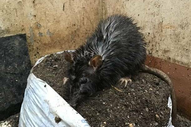 Leptospirose en Guadeloupe : les autorités sanitaires en alerte après une recrudescence de cas