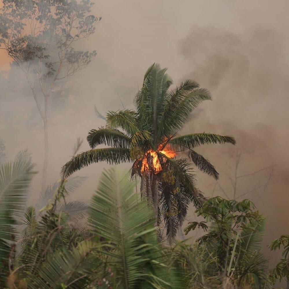 Mayotte face à une saison de feux record : l’île renforce la protection de ses forêts