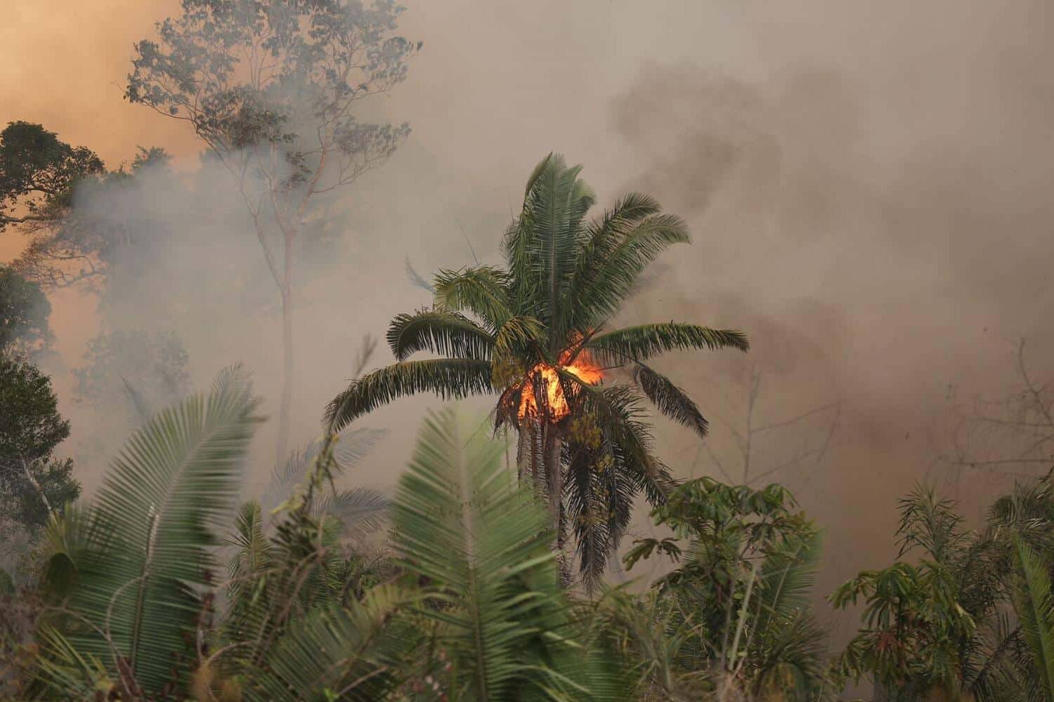 Mayotte face à une saison de feux record : l’île renforce la protection de ses forêts