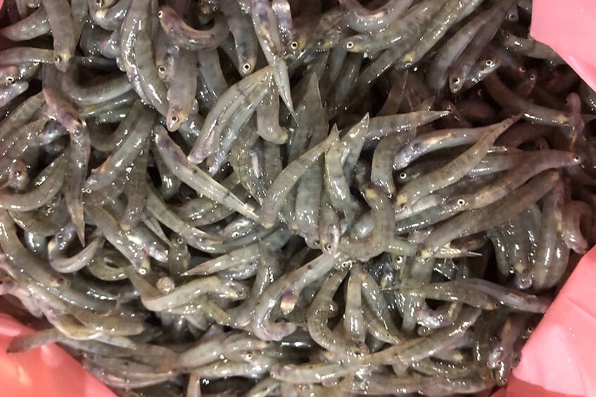 A La Réunion, l’État serre la vis sur la pêche aux bichiques, ce caviar péi sous haute surveillance