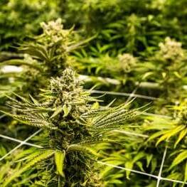 Guyane : 13 kilos de cannabis saisis près de l’aéroport, une filière vers l’Hexagone dans le viseur