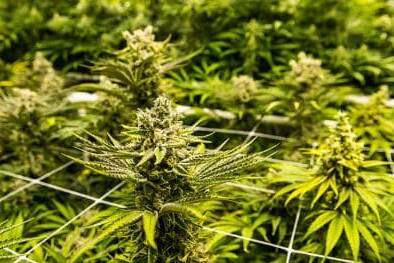 Guyane : 13 kilos de cannabis saisis près de l’aéroport, une filière vers l’Hexagone dans le viseur