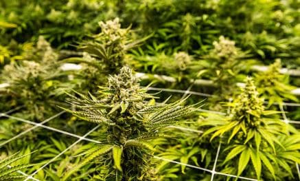 Guyane : 13 kilos de cannabis saisis près de l’aéroport, une filière vers l’Hexagone dans le viseur