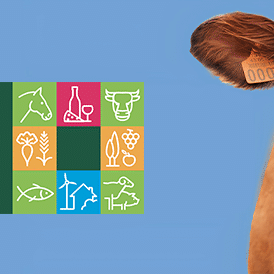 Salon de l’Agriculture 2026 : vache martiniquaise en égérie et pavillon ultramarin incontournable