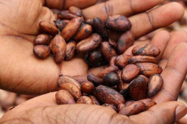 En Nouvelle-Calédonie, le cacao local trouve sa place dans les ateliers des chocolatiers