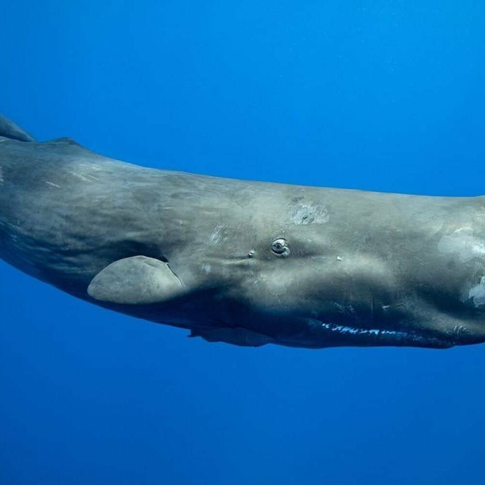 Polynésie : des cachalots observés au large de Tautira, une rencontre exceptionnelle