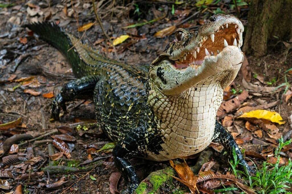 Saint-Laurent : un adolescent mordu par un caïman à lunettes