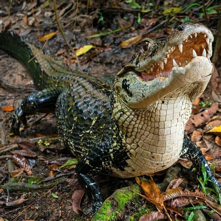 Saint-Laurent : un adolescent mordu par un caïman à lunettes