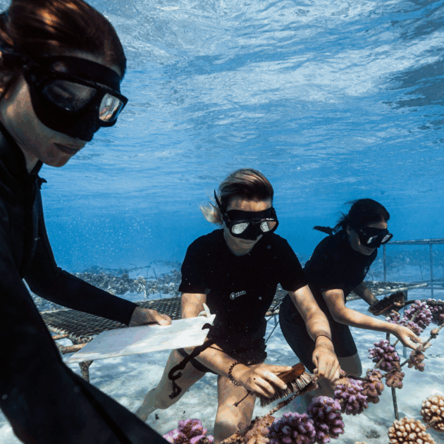 Polynésie : l’association Coral Gardeners primée par l’Ifremer et saluée par le Time Magazine