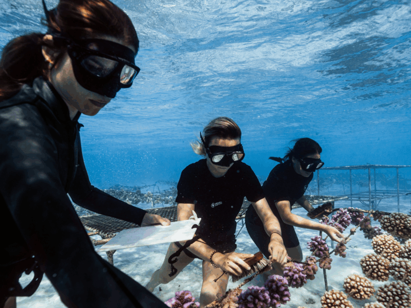 Polynésie : l’association Coral Gardeners primée par l’Ifremer et saluée par le Time Magazine