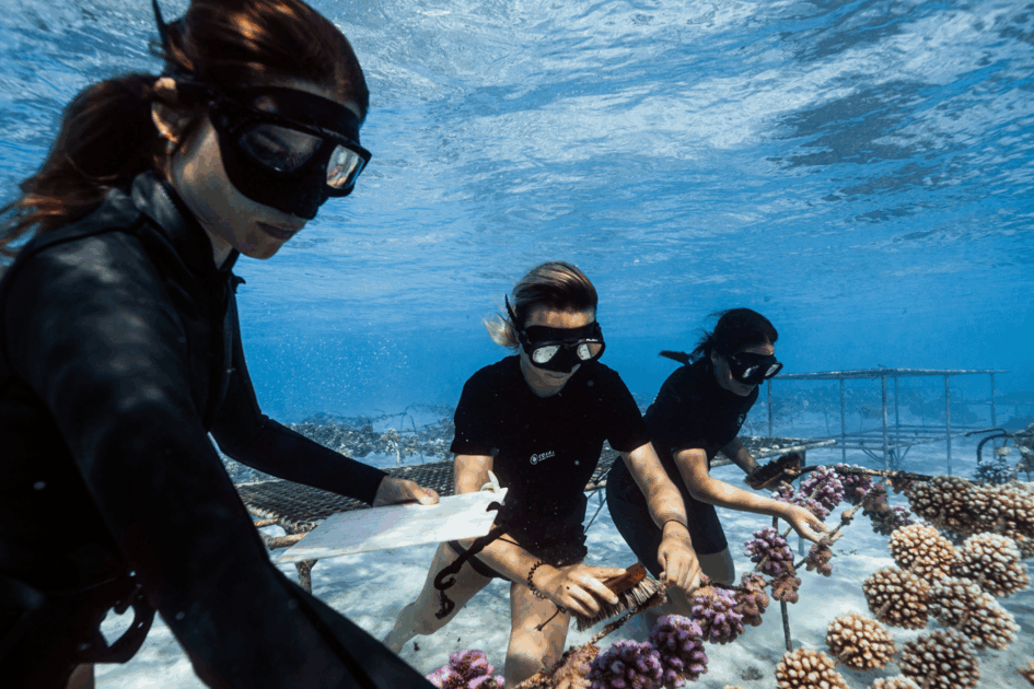 Polynésie : l’association Coral Gardeners primée par l’Ifremer et saluée par le Time Magazine