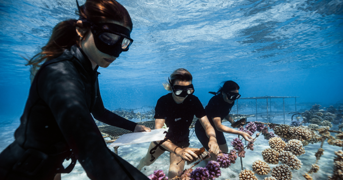 Polynésie : l’association Coral Gardeners primée par l’Ifremer et saluée par le Time Magazine