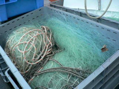 Guadeloupe : le filet trémail bientôt interdit pour préserver la mer et les tortues