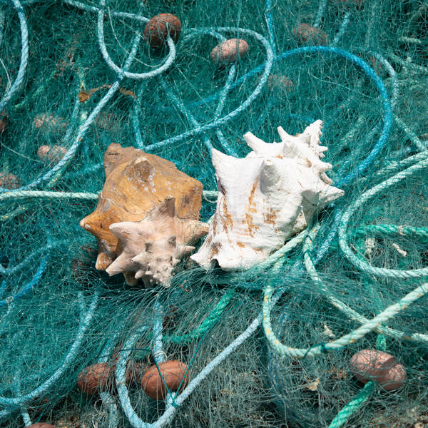 Guadeloupe : deux particuliers pris en flagrant délit de pêche illégale de lambi