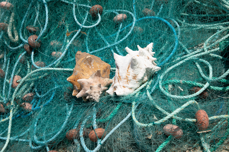 Guadeloupe : deux particuliers pris en flagrant délit de pêche illégale de lambi