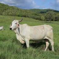 Biguine, vache martiniquaise brahmane, égérie du Salon de l’agriculture 2026