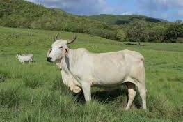 Biguine, vache martiniquaise brahmane, égérie du Salon de l’agriculture 2026