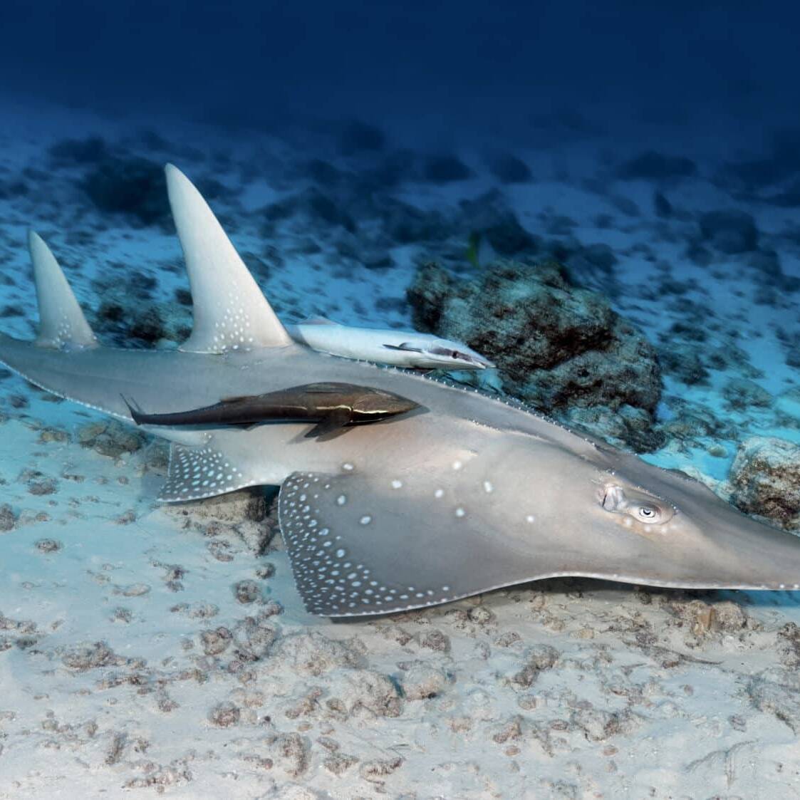 Protection renforcée pour les requins et les raies, une avancée majeure pour la biodiversité